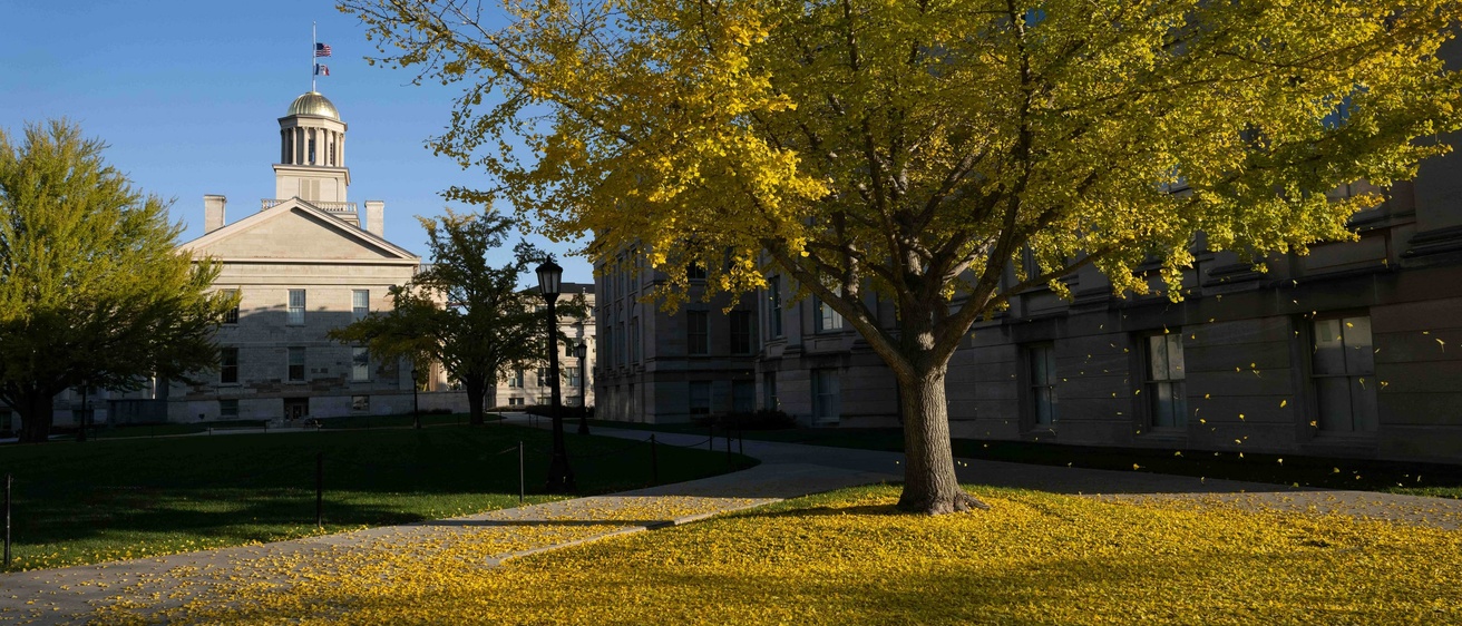 Ginkgo tree with yellow leaves falling