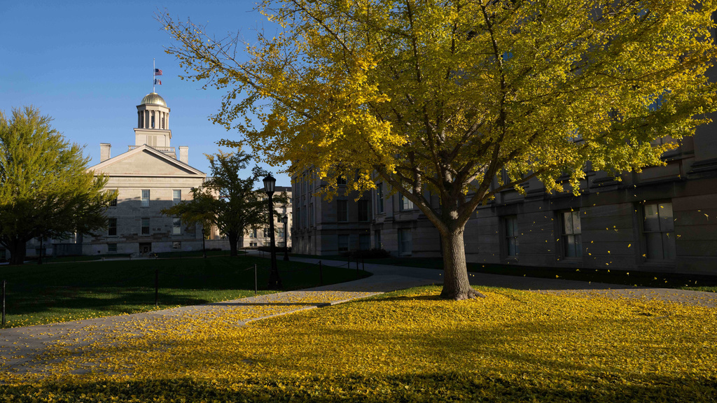 2023_10_30-Ginkgo Leaves Falling-tschoon-080 (1).JPG