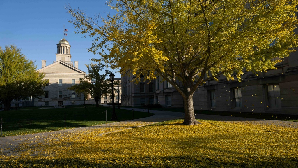 Ginkgo tree with yellow leaves falling