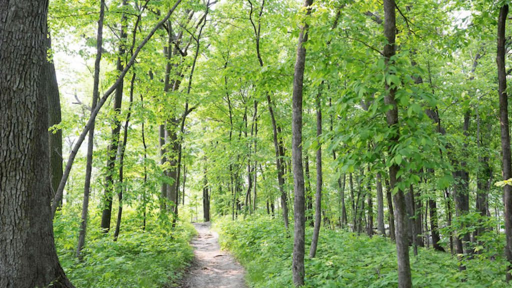 Trees and forest in Macbride Nature Recreation Area